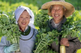 Ngoài ăn uống, người Nhật áp dụng 10 quy tắc để sống lâu và hạnh phúc