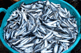 Đi chợ thấy 8 loại cá này: Bổ ngang nhân sâm, tổ yến, giá rẻ như cho đừng bỏ qua