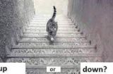 Con mèo đang đi lên hay đi xuống: Câu trả lời sẽ tiết lộ năng lực đặc biệt và vận mệnh của bạn