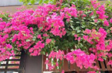 5 loại hoa ưa nắng nhất, càng 'tắm nắng' càng ra hoa như thác đổ