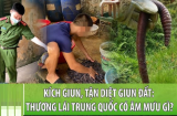 Lý do thương lái Trung Quốc đổ xô sang Việt Nam mua giun đất