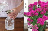 Tưới hoa giấy đừng chỉ dùng nước lã: Pha thêm loại nước rẻ bèo này, hoa nở 'tuôn như suối', lá xanh quanh năm
