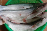 Loại cá là đặc sản Nam Bộ, giá 500.000 đồng/kg, rất ngon và hiếm