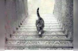 Trắc nghiệm: Con mèo đi lên hay đi xuống? Câu trả lời sẽ tiết lộ nội tâm và khả năng đặc biệt của bạn