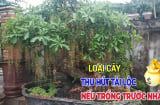 5 loại cây, 3 loại quả phát tài, cây tốt quả sai lộc phúc lộc càng vượng: Là cây gì, quả gì?