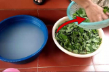 Nấu canh rau ngót nên vò khi rửa hay rửa xong mới vò?