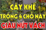 Trồng khế trước cửa: 2 ‘cần’ - 1 ‘tránh’ lộc lá tiền của mới đổ về