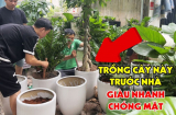 Loại cây trấn lộc - giữ tiền tài, trồng trước cửa con cháu 3 đời phú quý