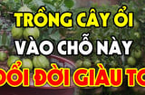 Trồng ổi trước cửa là tốt hay xấu cho vận khí của gia đình?