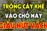 Trồng cây khế trong nhà: “1 kị - 2 nên” lộc mới vào cửa, cả nhà sung túc