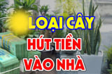 Các cụ bảo: Trồng cây này trước cửa hút tiền hút bạc, cả nhà gặp may