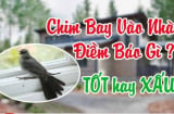 Có 3 con chim bay vào nhà Tiền- Tài nhanh đến, 2 loài chỉ mang tin dữ, là những loài chim nào?