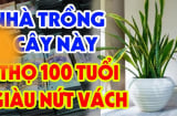 Trong nhà có 2 cây không giàu cũng có phước, con cháu đừng dại dột nhổ bỏ