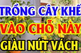 Vị trí tốt nhất để trồng Khế: Chỉ 1 cây thôi cũng giàu có sung túc cả đời