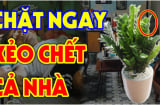 Cây Kim Tiền hợp phong thủy, hút Tài Lộc vào nhà: Nhưng 2 người này rất kỵ, tiền bạc trôi sông, nợ ngập đầu