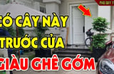 4 loại cây trồng trước cửa hứng lộc, 3 cây trồng sau nhà trấn giữ Tiền - Tài, là cây gì?