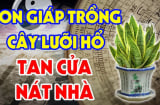 Trồng lưỡi hổ trong nhà tốt cho phong thuỷ nhưng 2 tuổi vướng đại kị, cố trồng của cải trôi sông