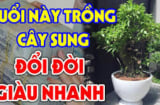 Cây Sung kén người hợp tuổi, trồng 1 cây thôi phú quý theo về, Tiền Tài tự đến