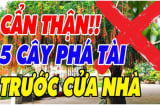 5 loại cây âm Phá Tài, Chặn Lộc: Trồng trước nhà, cây càng xanh người càng suy