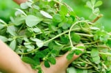 5 loại rau mọc dại nhưng bổ ngang nhân sâm ngàn năm