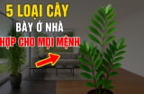 5 loài cây hợp cả Kim -Mộc -Thuỷ -Hoả -Thổ: Trồng vào nhà nào nhà đấy có Lộc ngay