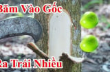 Mùng 5/5 Tết Đoan Ngọ đáng sợ nhất là Khảo Cây Lấy Quả, vì sao lại sợ?
