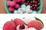 Hạt vải: 'Vị thuốc' tiềm năng trong y học cổ truyền