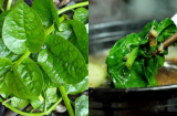 Bất ngờ với nhóm người không nên ăn rau mồng tơi - Bạn có nằm trong số đó?
