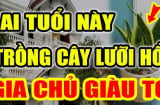 2 tuổi Hợp Mệnh trồng cây Lưỡi Hổ, 1 tuổi rất kị phải nhổ bỏ ngay