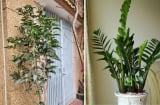 Nhà trồng 5 cây Tiền vơi lại đầy, Phúc - Lộc vô tận, là cây nào?