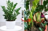 3 thứ cây Kim Tiền thích 'ăn' nhất, cứ vùi vào chậu là chồi mọc - Tiền về