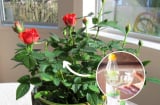 Cho hoa hồng 'uống' loại nước này: Cây xanh tốt, hoa trĩu cành, thơm nức mũi