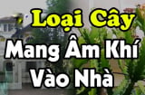 Mang cây âm vào nhà, gia đình muốn giàu cũng khó, đó là những cây nào?