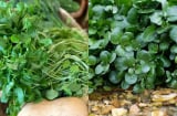 Vì sao cải xoong được mệnh danh là “vua của các loại rau”?