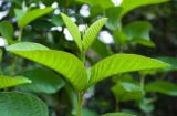 5 lợi ích khi nhai lá ổi, số 1 tốt cho cả nam và nữ