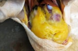 Cục mỡ vàng trong bụng gà vứt đi quá phí, người sành ăn làm 1 việc ngon gấp 5 lần
