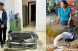 Không biết nuôi gà lôi trắng là phạm luật: Mức phạt cho bị cáo là gì?