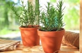 Trồng 3 loại cây cảnh này trong nhà, giúp không gian nhà bạn lúc nào cũng thơm mát, sảng khoái