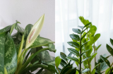 3 loại cây trồng vào nhà: Hết lúa Chúa lại ban, hết tiền Tiên lại cứu