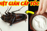 Cách đuổi gián đơn giản: Chỉ dùng 1 nguyên liệu sẵn có trong nhà