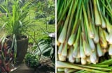 4 loại cây đuổi muỗi, hút sạch cặn bẩn không khí trong nhà