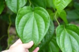 Lợi ích quý giá của lá trầu không, biết sớm hưởng nhiều