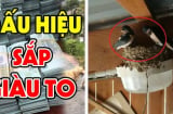 4 con vật “mát vía” vào nhà nào nhà đấy Lộc To, Tiền tự tìm đến