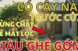 Có 3 cây trấn giữ trong nhà, muốn nghèo cũng khó, con cháu “thơm lây”