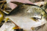 Loại cá mệnh danh đầu bảng “tứ quý ngư”, bán 300 nghìn/kg vẫn hết sạch