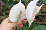 5 loại cây hút sạch khí độc, thanh lọc không khí cho cả nhà