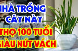 3 loài cây cân bằng âm dương, gọi Tiền về cho gia chủ