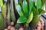 Loài cây nghe tên đã thấy giàu, trồng trong nhà Tài Lộc nở ra