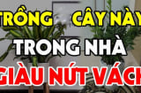 5 cây trồng quanh nhà Tiền vây kín, con cháu hưởng đều