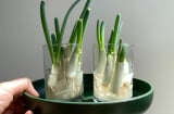 Mẹo trồng hành củ nảy lá ra mầm tốt um